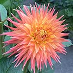 Clearview Jazz Dahlia Tubers For Sale