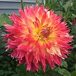 AC Ring Of Fire Dahlia Tubers For Sale