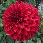 Hart's Blood Red Dahlia Tubers For Sale