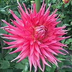 Persian Monarch Dahlia Tubers For Sale