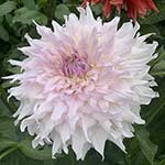 Shiloh Noelle Dahlia Tubers For Sale