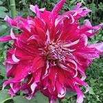 Wispy Pearl Dahlia Tubers For Sale