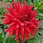 Allen’s Big Red Dahlia Tubers For Sale