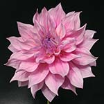 Hart's Tickled Pink Dahlia Tubers For Sale