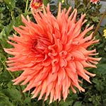 Hollyhill Electra Dahlia Tubers For Sale