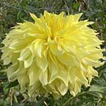 Sandia Fluffy Dahlia Tubers For Sale