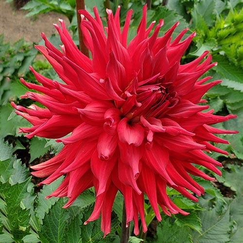 Allen's Big Red Dahlia