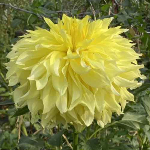 Sandia Fluffy Dahlia